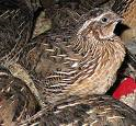 Quail